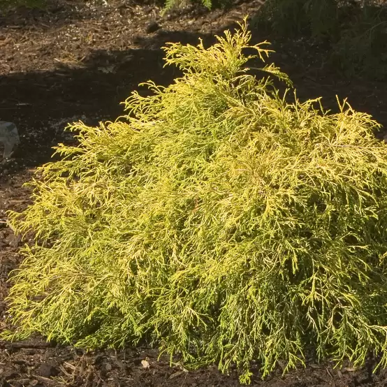 Yellow thread like foliage on Chamaecyparis Gold Mop